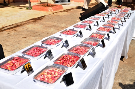 En İyi Antep Fıstığı Seçildi