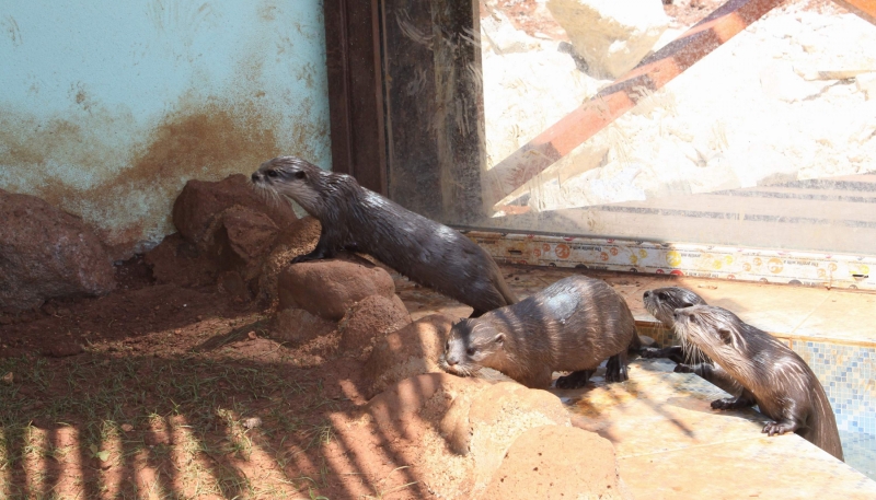 GÜNEY AMERİKADAN GETİRİLEN SU SAMURLARI İLGİ ODAĞI OLDU