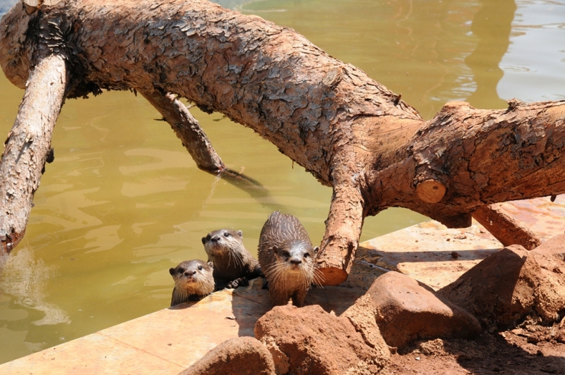 HAYVANAT BAHÇESİNİN NÜFUSU ARTTI