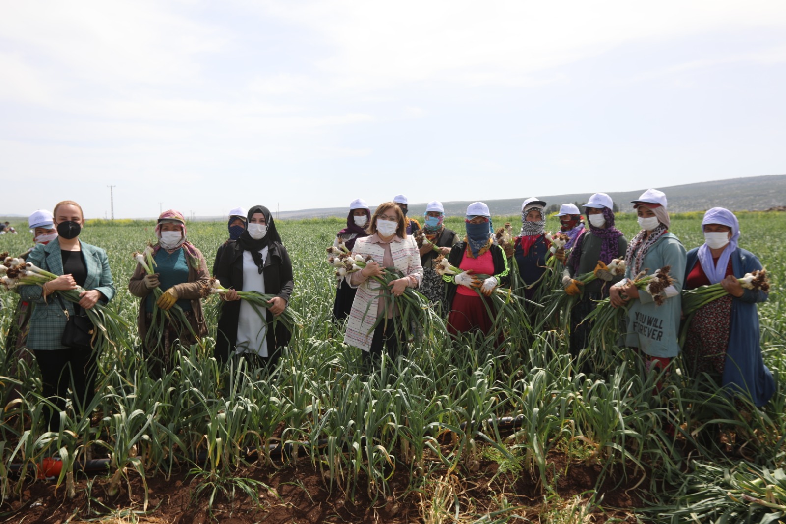 Araban Sarımsak Hasadı