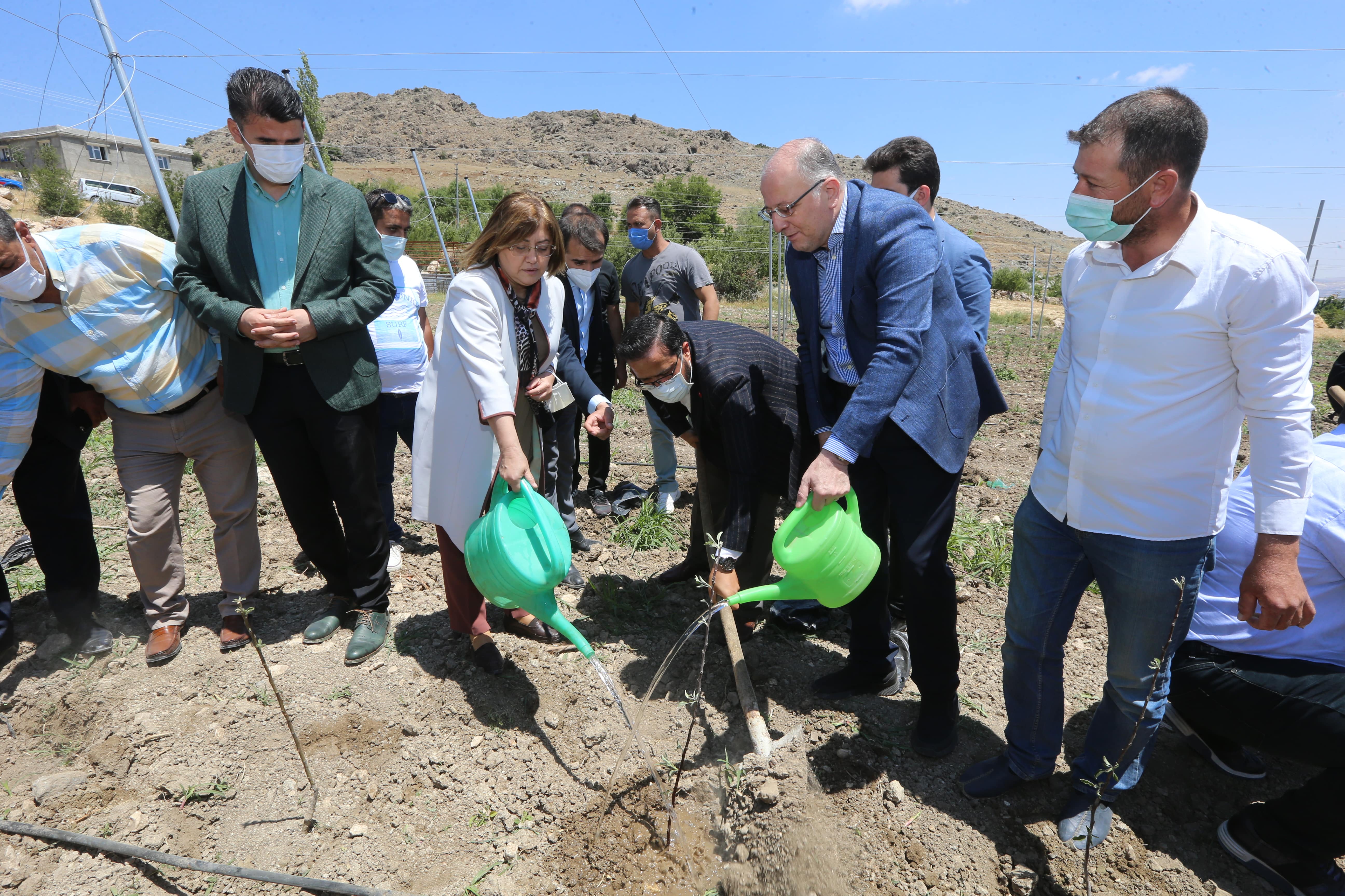 Bodur Elma Bahçe Tesisi Fidan Dikimi 